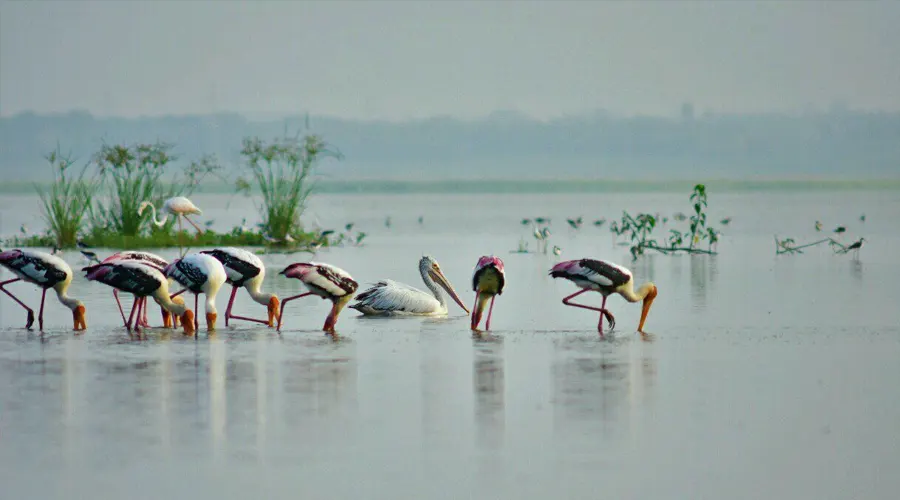 Ousteri Wetland and National Park - One can spot a diverse variety of ...