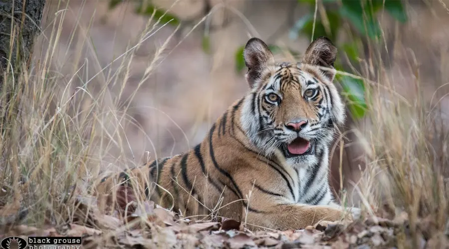 Sanjay Dubri National Park