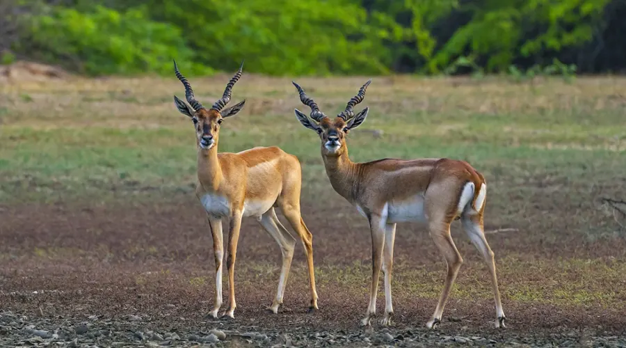 Point Calimere Wildlife Sanctuary