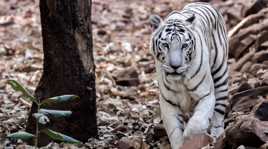 Van Vihar National Park