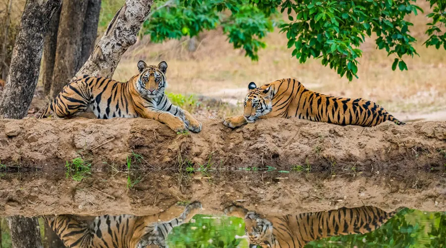 Kanha National Park