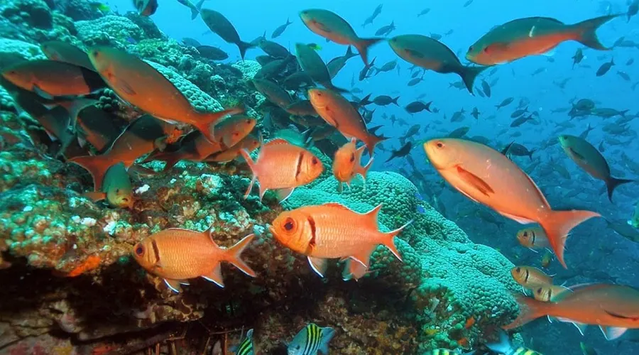 Malvan Marine Wildlife Sanctuary