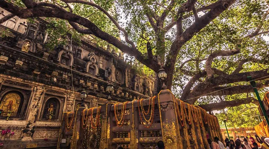 Bodhi Tree Bodhgaya Bihar - The most prominent and respected sacred ...